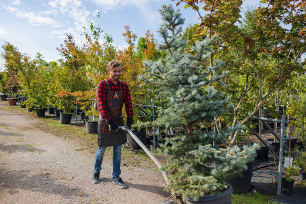 Professional  Tree Services in Talpa, NM